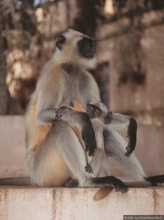 RAJASTHAN MERIDIONALE - Un gruppo di scimmie giocano liberamente nei pressi dei templi di Ranakpur