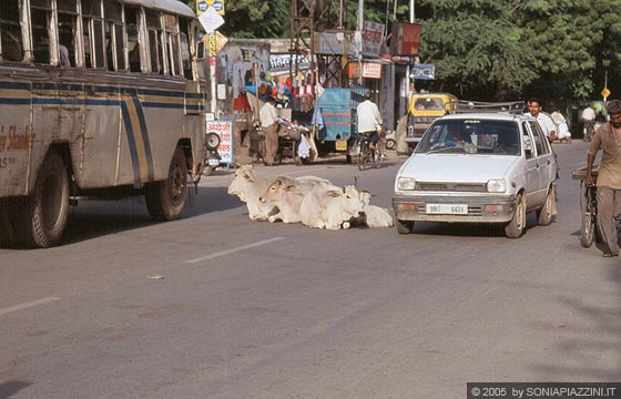 UDAIPUR - Lo spettacolo quotidiano della vita da strada indiana: traffico e mucche comodamente sedute al centro