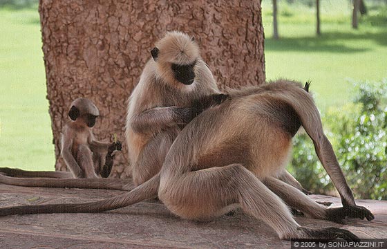 UTTAR PRADESH - Agra - scimmie oziano all'ombra nel giardino del mausoleo di Akbar dedicandosi alla pulizia quotidiana 