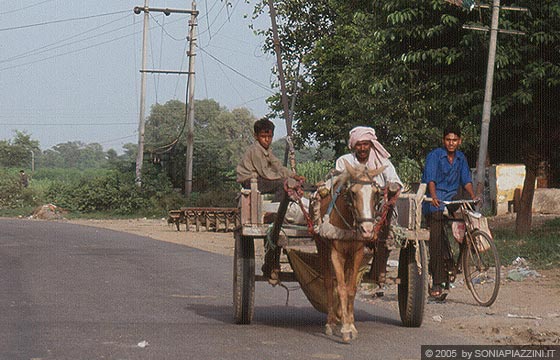 UTTAR PRADESH - Verso Fatehpur Sikri - tradizionali mezzi di trasporto
