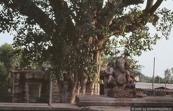 KHAJURAHO - Templi del gruppo occidentale - la statua di Ganesh sulla piattaforma del Matangesvara Temple e sullo sfondo il grande albero