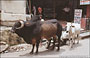 RAJASTAN MERIDIONALE. Mucche, bisonti o bufali indiani e animali di ogni tipo, circolano liberamente per le strade delle città indiane, anche a Udaipur 
