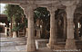 RANAKPUR. Chaumukha Temple (Tempio delle quattro facce) - nel patio l'albero secolare con il possente tronco spicca tra le colonne monolitiche