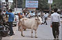 UDAIPUR. Lo spettacolo della variopinta vita indiana: una mucca pare assolutamente indisturbata dal rumore e dal traffico dei veicoli che gli passano vicini
