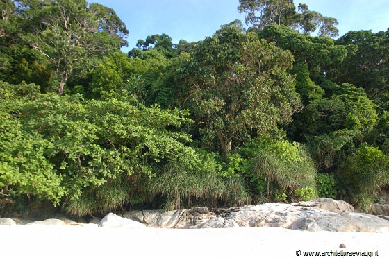 TURTLE BEACH - Spiaggia coperta di foresta pluviale tropicale