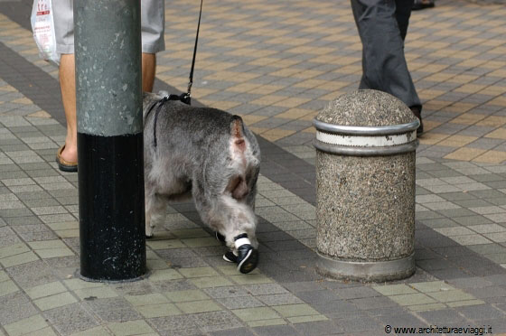 SINGAPORE - Passeggiando notiamo questo canino con le scarpette, geniale per non sporcare casa! Ma cosa ne pensa il cane?