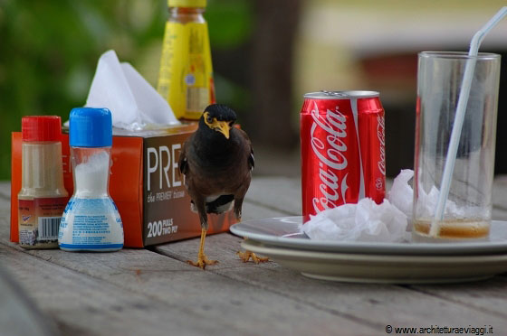 PULAU BESAR - Mi diverto ad osservare questo uccellino che nel tavolo accanto fa pulizia di briciole e avanzi