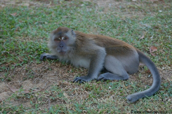 CHERATING - Tento di fotografare la scimmia prima che salti su qualcun altro...