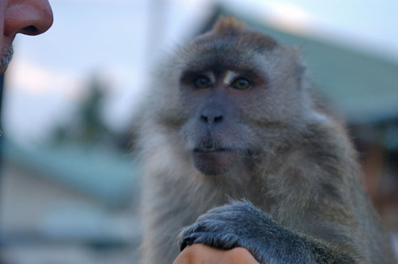 CHERATING - Ciak, primo piano della scimmia, Francesco avrebbe voluto essere immortalato con lei!
