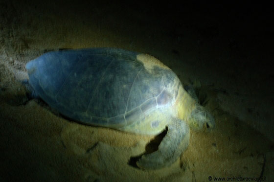 NEI PRESSI DI CHERATING - Le tartarughe marine sono tra le più antiche creature della Terra ed oggi sono a rischio di estinzione