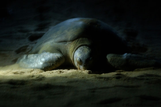 CHERATING - La tartaruga sta tornando in mare dopo aver depositato le uova