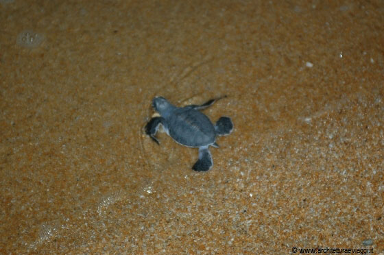 COSTA EST - Evviva, i piccoli di tartaruga sgambettano, caracollano e si dirigono verso il mare per entrare in acqua ed iniziare a vivere