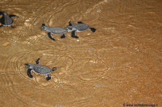 COSTA EST - Non disturbiamo le tartarughe e i loro piccoli