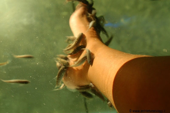KUALA LUMPUR - I miei piedi sono cibo per il pesce Dottore!