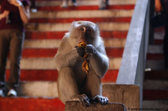 BATU CAVES - Una moltitudine di sfontate scimmie macaco accolgono pellegrini e turisti nelle grotte 