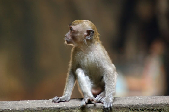 GROTTE BATU - Un piccolo macaco si guarda intorno un pò smarrito