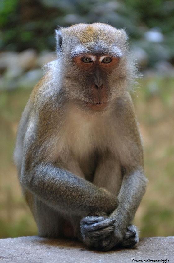 GROTTE BATU - Dopo tanta attesa ecco la foto perfetta di questo macaco dall'espressione impassibile
