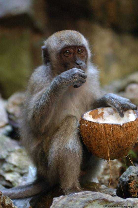 GROTTE BATU - Tra noci di cocco e banane portate dai pellegrini sembra proprio che le scimmie abbiano di che cibarsi