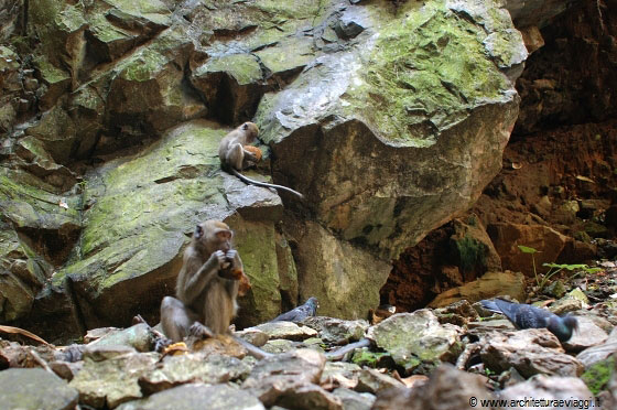 BATU CAVES - Le scimmie si arrampicano sulle pareti rocciose dietro al tempio