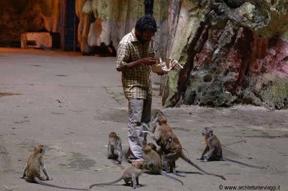 BATU CAVES - Un indiano, forse il guardiano del santuario, offre cibo alle scimmie