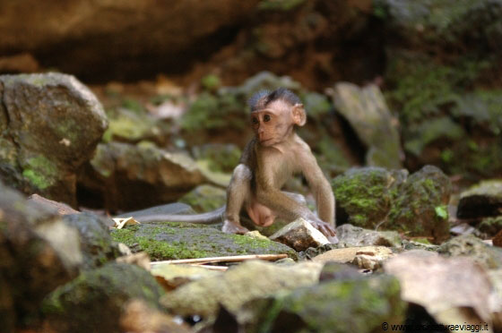 GROTTE BATU - Un piccolo macaco osserva con attenzione la sua mamma