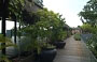 SILOSO BEACH RESORT. Il tetto giardino con pavimentazione in legno, pergolati e piante