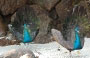 ARCIPELAGO DI SERIBUAT. I pavoni passeggiano indisturbati sulla spiaggia di Rawa Island