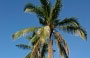 CHERATING. Le alte palme da cocco del giardino di Villa de Fedella