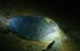 NEI PRESSI DI CHERATING. Le tartarughe marine sono tra le più antiche creature della Terra ed oggi sono a rischio di estinzione
