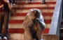 BATU CAVES. Una moltitudine di sfontate scimmie macaco accolgono pellegrini e turisti nelle grotte 