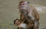 BATU CAVES. Un cucciolo di macaco con la sua mamma