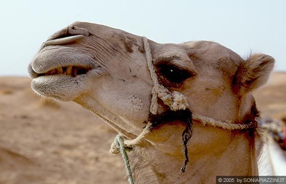 ERG CHEBBI - Il cammello si è meritato un bel primo piano - sorridi e...cheese