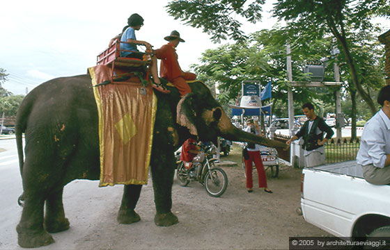 AIUTHAYA - Un elefante nei pressi del Recinto degli elefanti