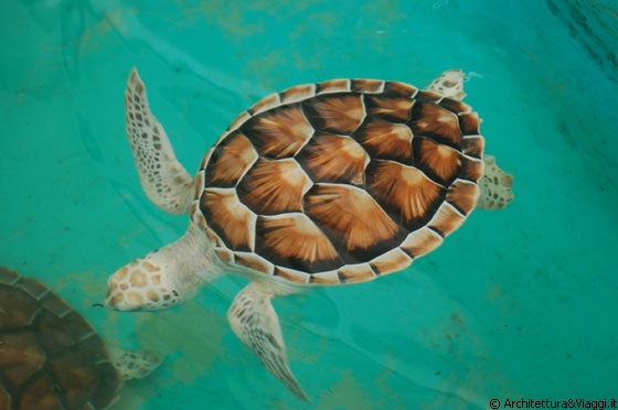 DOS MOSQUISES SUR - Una tartaruga allevata nelle vasche della stazione biologica 