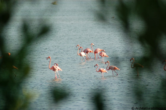 CHICHIRIVICHE - I flamingo o fenicotteri rosa, trampolieri dal piumaggio rosato, lunghe zampe e collo allungato, abitano le acque di questa laguna costiera