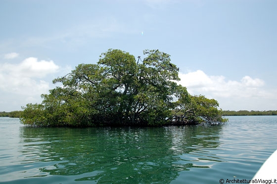 PARCO MARINO DI MORROCOY - Questo parco marino caraibico ha una bellissima vegetazione 