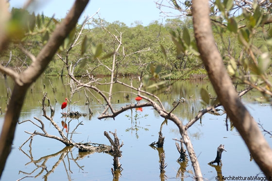 PARCO NAZIONALE MORROCOY - Molte specie di uccelli popolano questo parco marino, prediligendo alcune isole e le paludi costiere di mangrovie