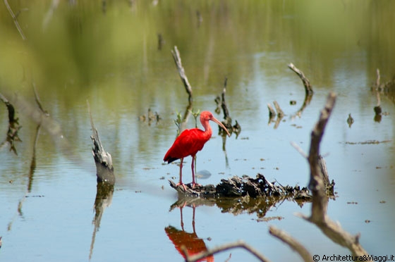 CAYO PUNTA BRAVA - La laguna costiera popolata dall'ibis rosso 