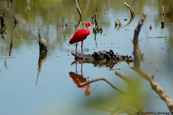 PARCO NAZIONALE MORROCOY - Accesso da Tucacas - la laguna di Cayo Punta Brava con l'ibis rosso (o ibis scarlatto)