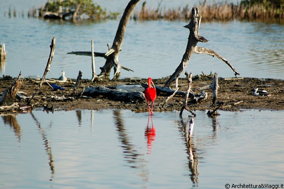 CAYO PUNTA BRAVA - Al ritorno notiamo che nella laguna ci sono molti ibis rossi e così chiediamo al nostro autista di fermarsi e gli scattiamo muovamente la foto