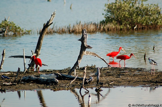 PARCO NAZIONALE MORROCOY - La laguna degli ibis scarlatti su Cayo Punta Brava