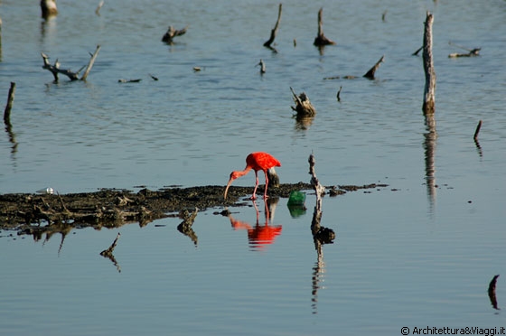 PARQUE NACIONAL MORROCOY - L'ibis rosso si specchia nelle acque della laguna costiera di Cayo Punta Brava nei pressi di Tucacas