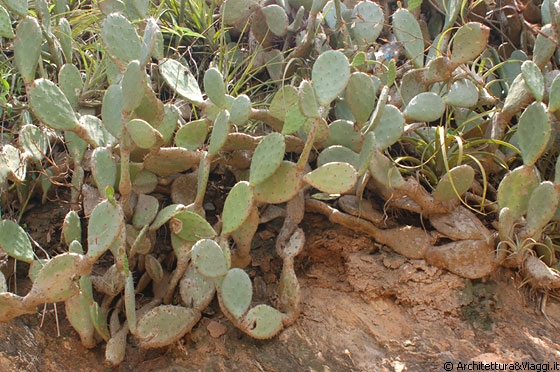 PUERTO COLOMBIA - Cactus sulle rocce di Playa Grande