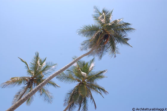 PLAYA GRANDE - Alte palme si stagliano contro il cielo terso