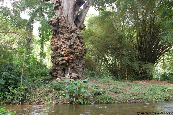 PARCO NAZIONALE HENRI PITTIER - La leggenda del grande albero