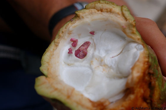 CHUAO - Prendiamo un frutto dalle piantagioni di cacao per studiarlo ed osservarlo
