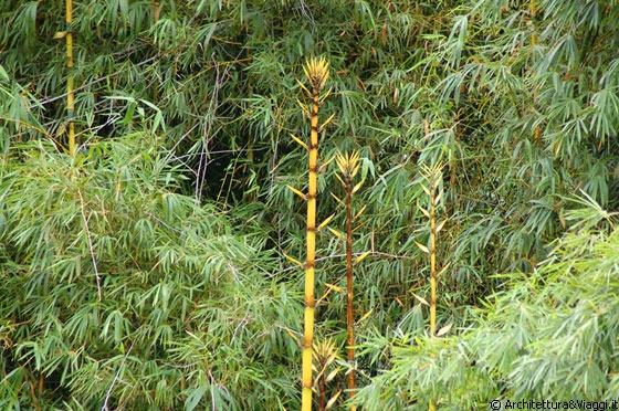 CHUAO - Fioritura di bambù