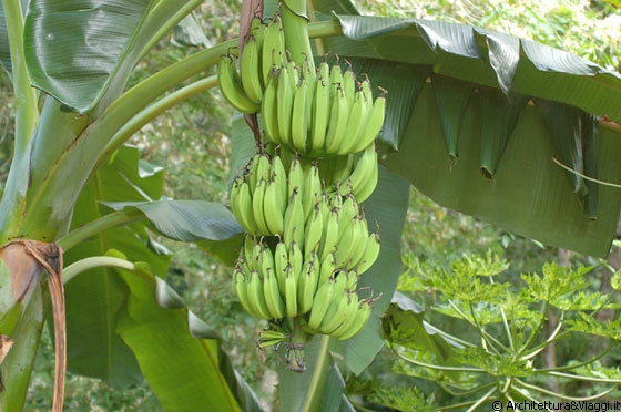 CHORONI' - Che belle banane verdi tra le foglie di banano! Ma soprattutto che bel grappolo