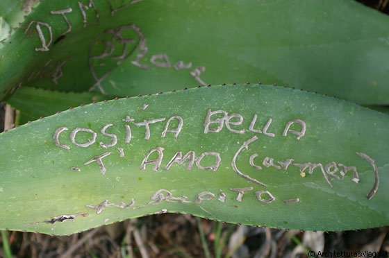 PUERTO COLOMBIA - Salendo al Mirador rimaniamo colpiti da questa romantica scritta incisa su una foglia di agave
