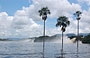 LAGUNA DI CANAIMA. L'immagine delle tre palme sullo sfondo delle cascate è una delle immagini simbolo del Venezuela